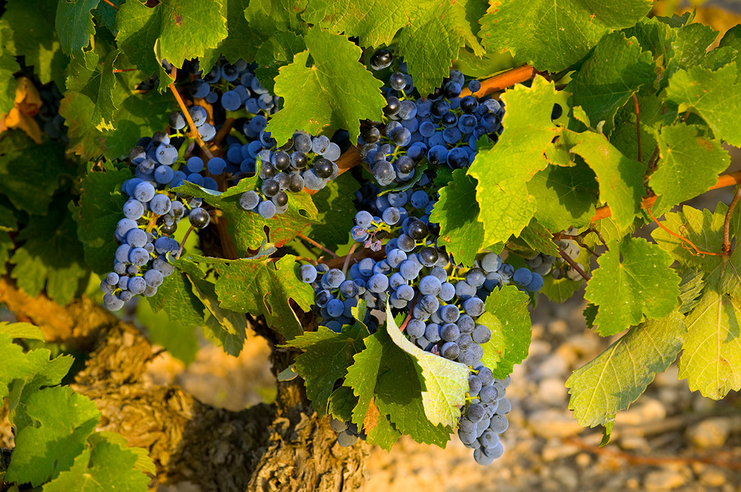 Vineyards Bodegas Manzanos