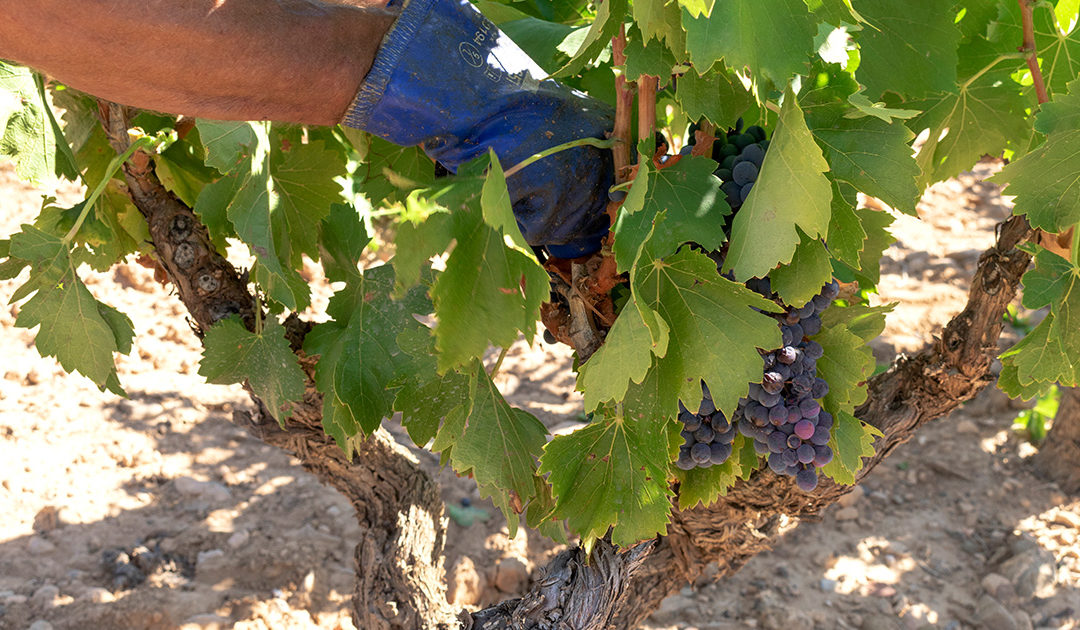 Harvest 2022
