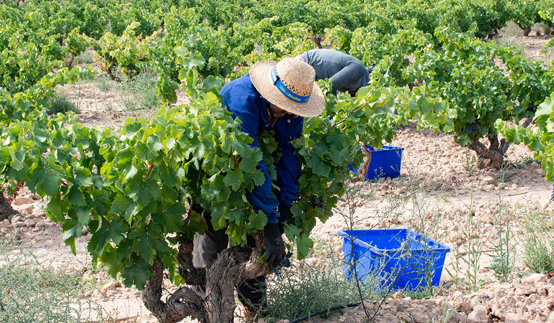Harvest report 2019