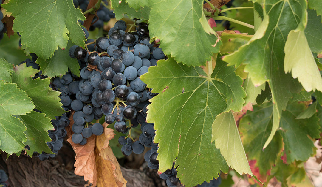 Excellent quality, this is how the 2018 vintage will be at Bodegas Manzanos.