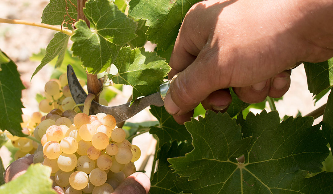 Harvest 2019